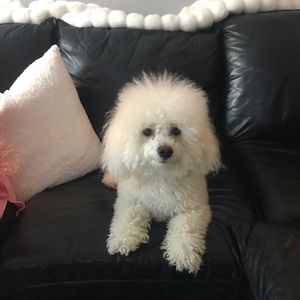 Meet your Posher, Annette